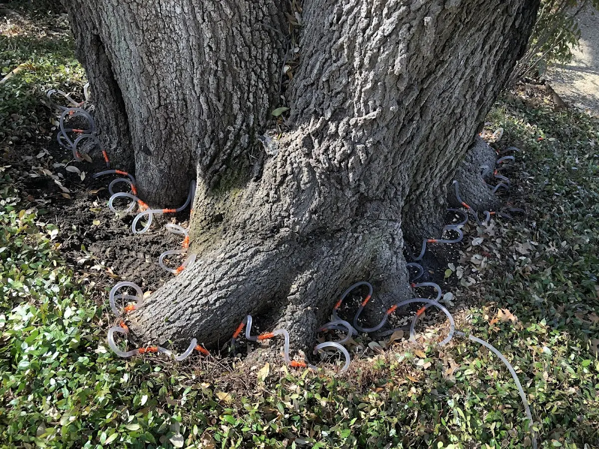 Detailed Tree Cabling and Bracing job site in Portola